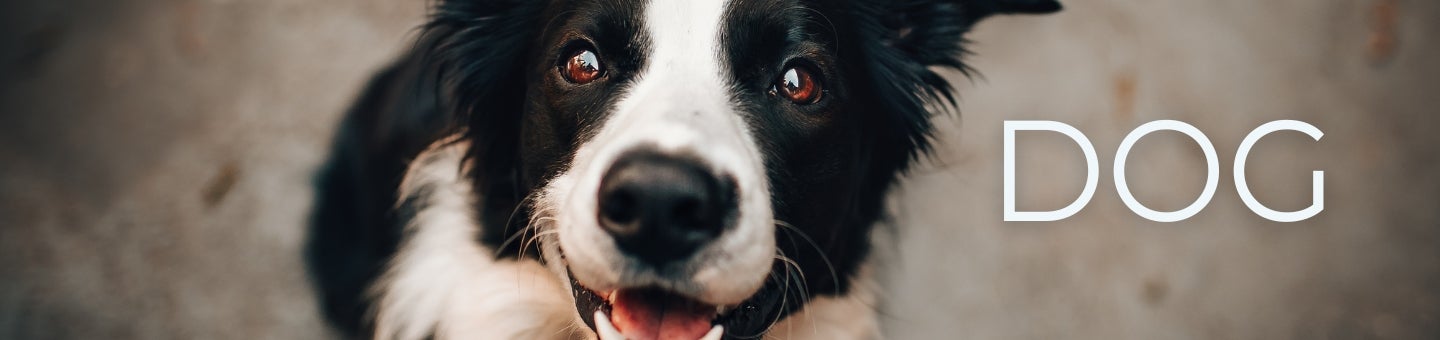 Dog_Category_banner.jpg